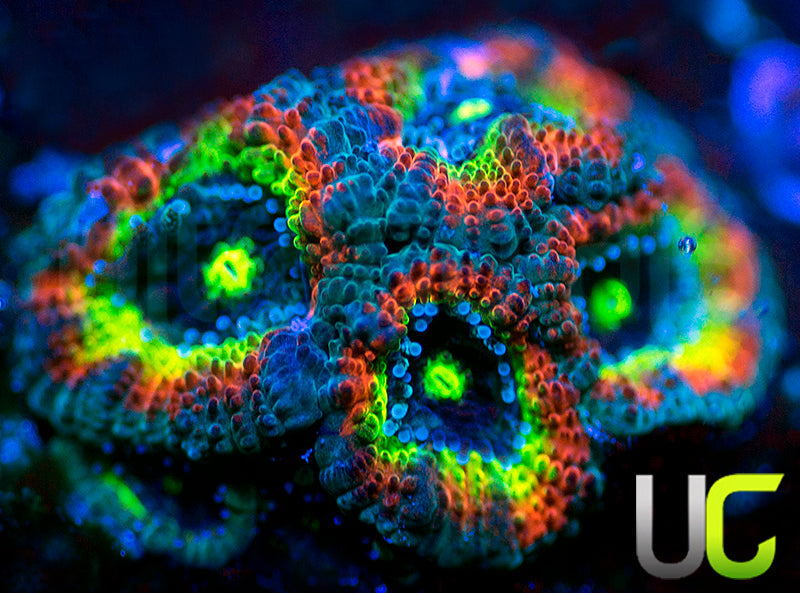 BigR Holy Grail Micro Amakusensis