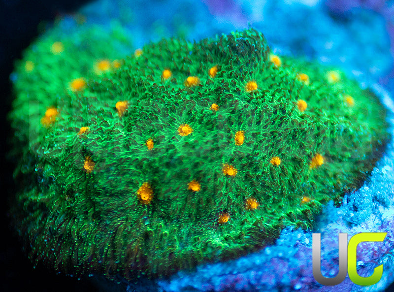 CC Smashing Pumpkins Psammocora