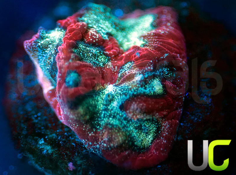 UC Bloody Mary Favites