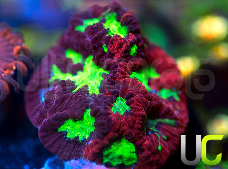 UC Grafted Shotgun Favia