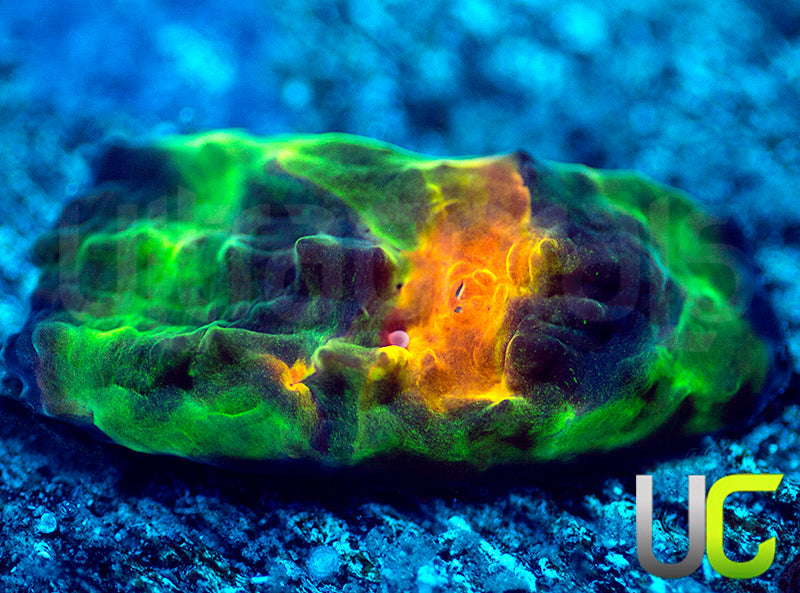 UC Mario Kart Chalice