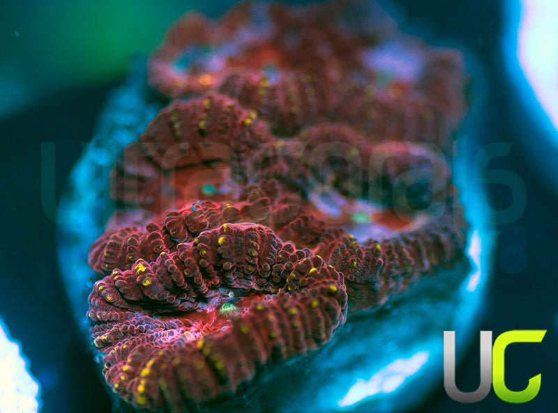 UC Fairgrounds Favia