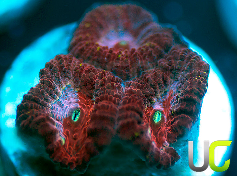 UC Fairgrounds Favia