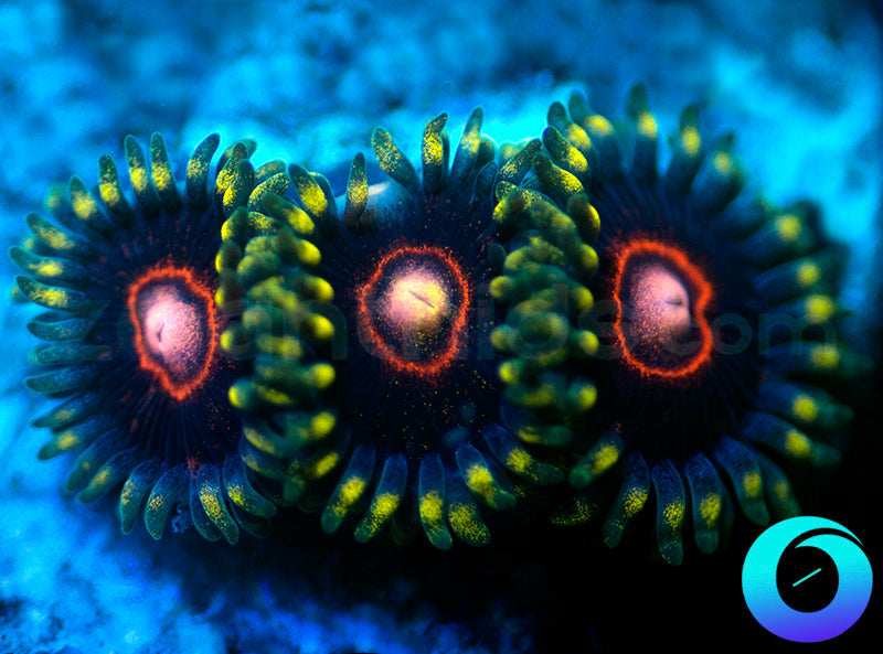 CB King Jawbreaker Hornets