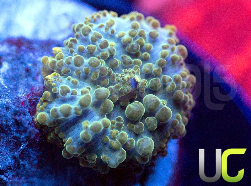 UC Poseidon Bubble Discosoma