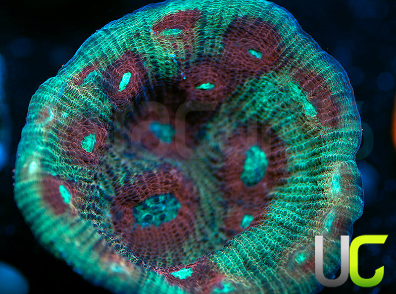 UC Dragon Mist Mycedium