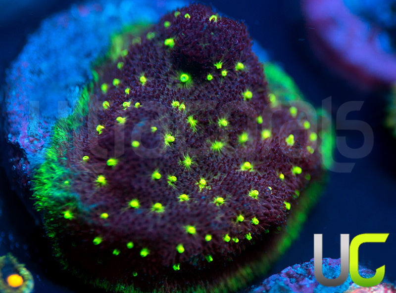 UC Bloody Sunday Psammocora