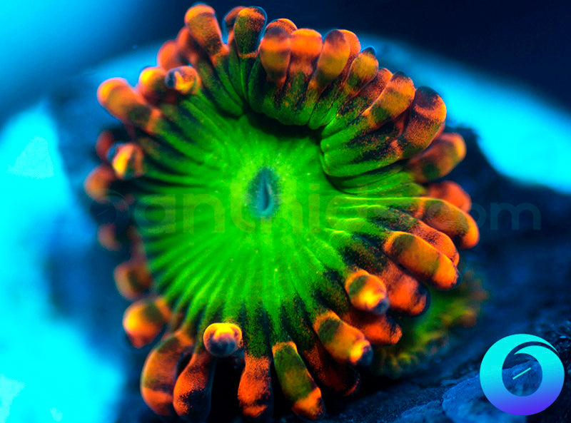 Electic Oompa Loompa