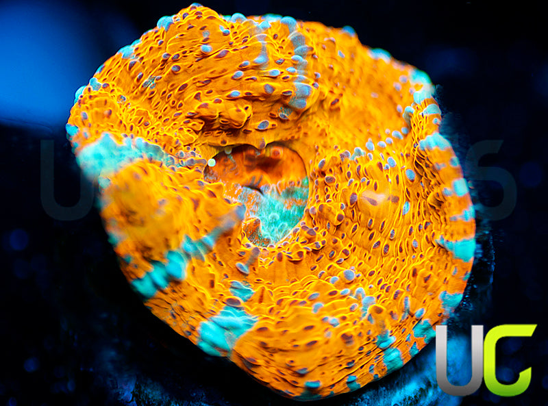 UC Pina Colada Chalice