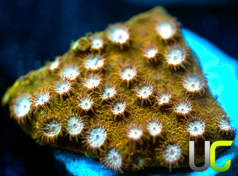 NEW RELEASE: UC Yellowjacket Cyphastrea