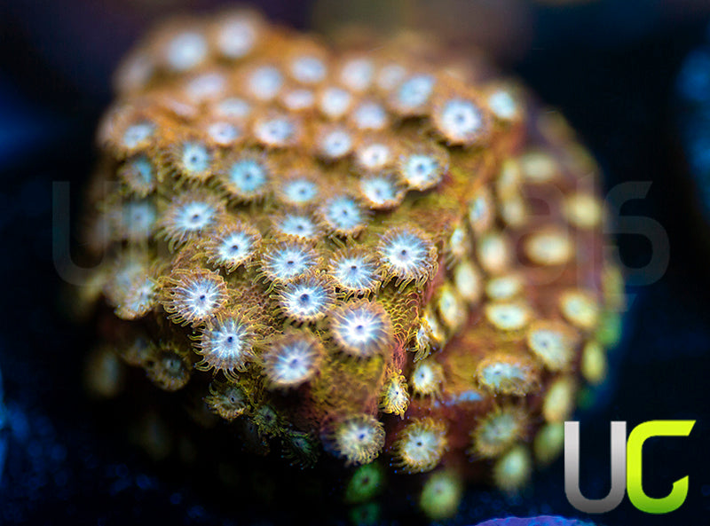 UC Yellowjacket Cyphastrea