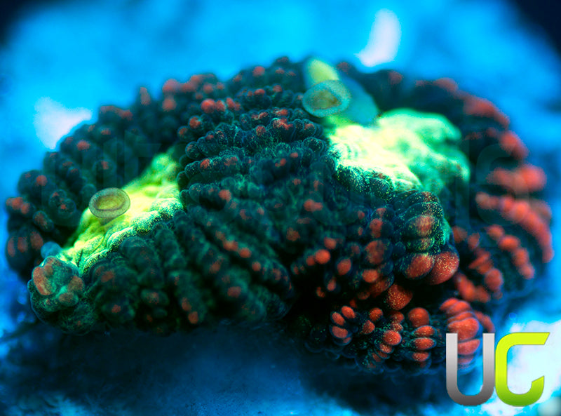 NEW RELEASE: UC Hidden Dragon Favia