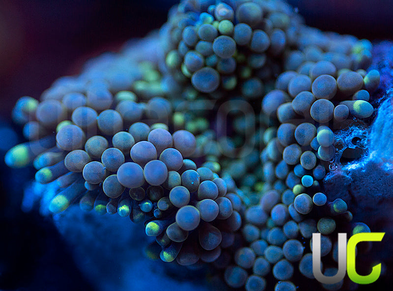 NEW RELEASE: UC Chameleon Ricordea FL