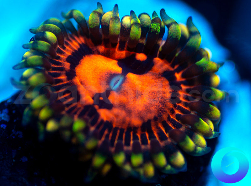 CC Flaming Brohicans