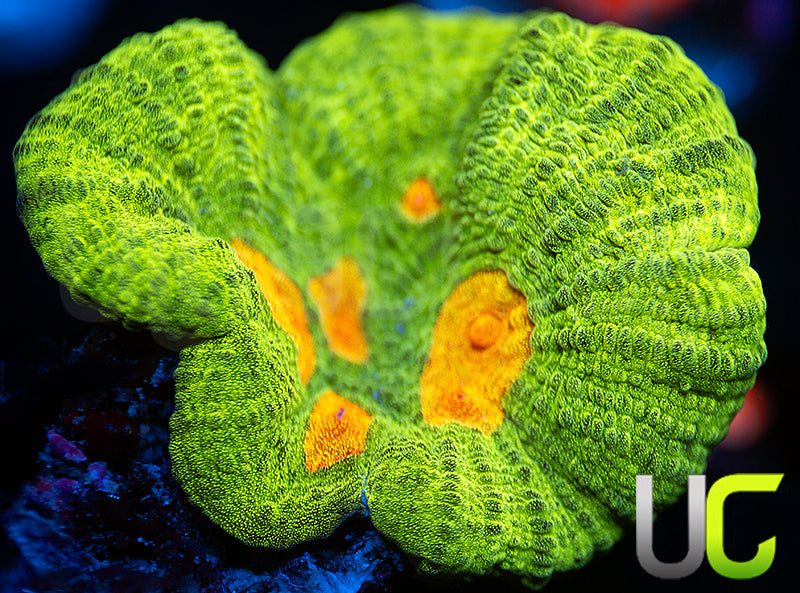 OG Space Invader Pectinia