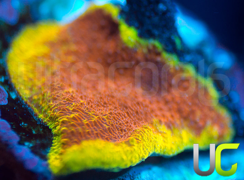 UC Mean Streak Branching Psammocora