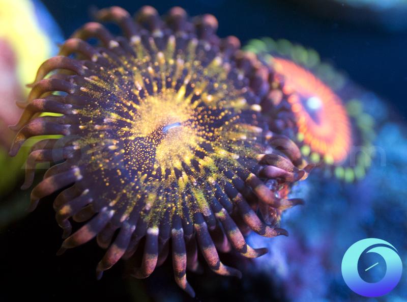 Reverse Space Monster & Kilauea Combo