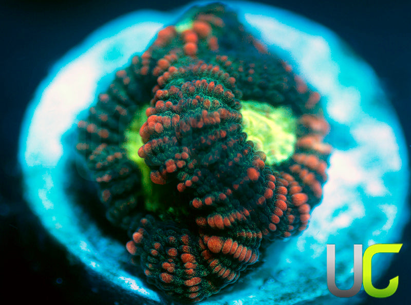 NEW RELEASE: UC Hidden Dragon Favia