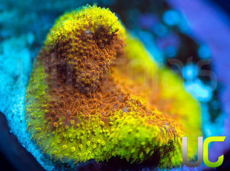 UC Mean Streak Branching Psammocora