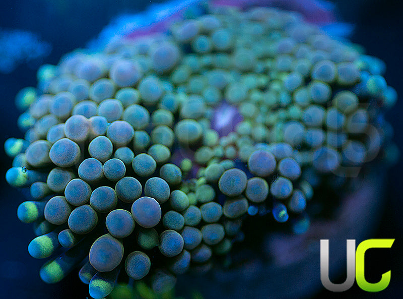 NEW RELEASE: UC Chameleon Ricordea FL