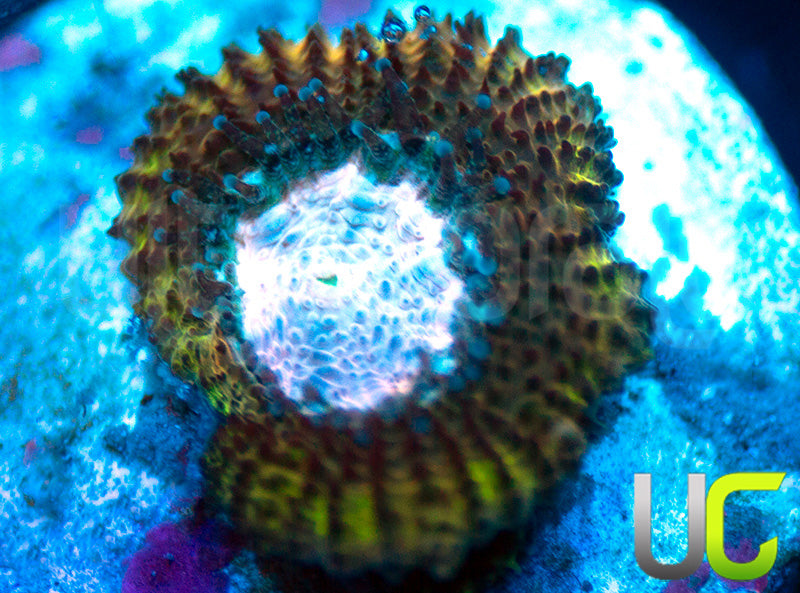 UC Summons Micro Amakusensis