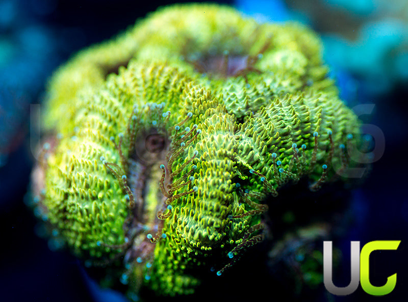 UC Pink Flamingo Micromussa Amakusensis