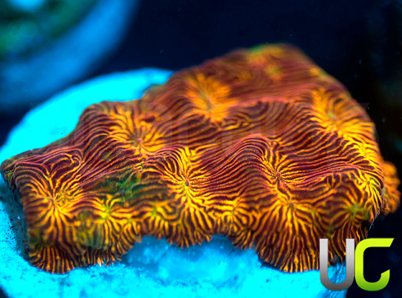 UC Sun Goddess Lepto