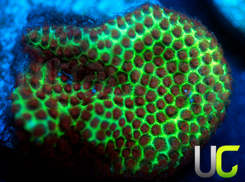 UC The Grinch Porites