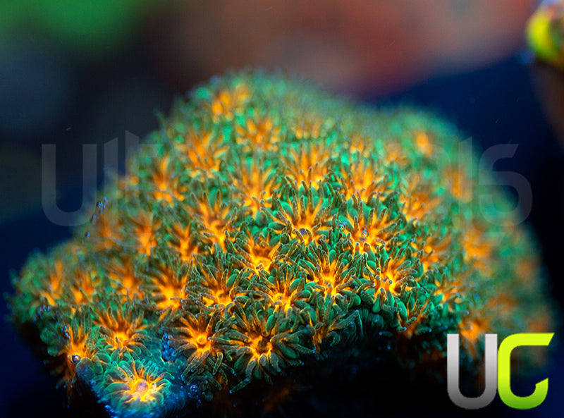 John Deere Leptastrea