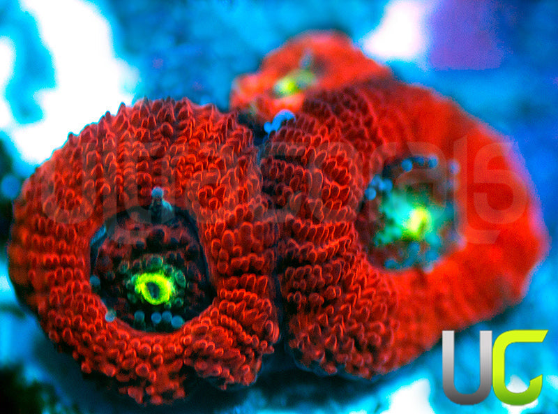 UC Red Ripper Micro Amakusensis