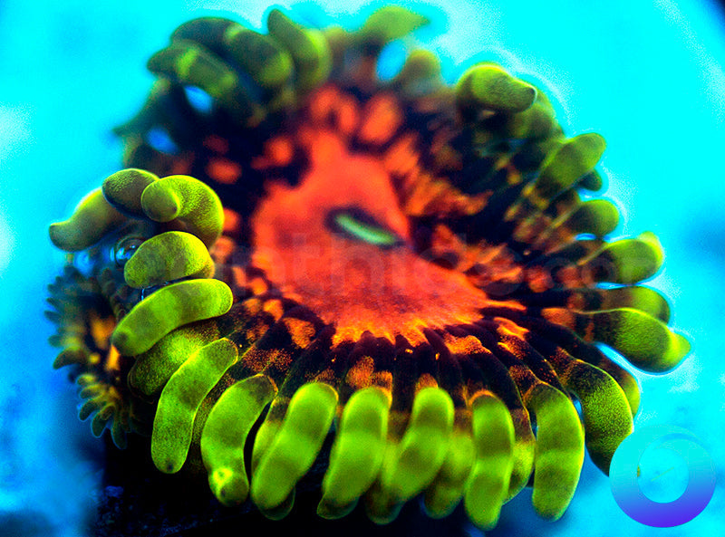 SBB Marvin the Martian