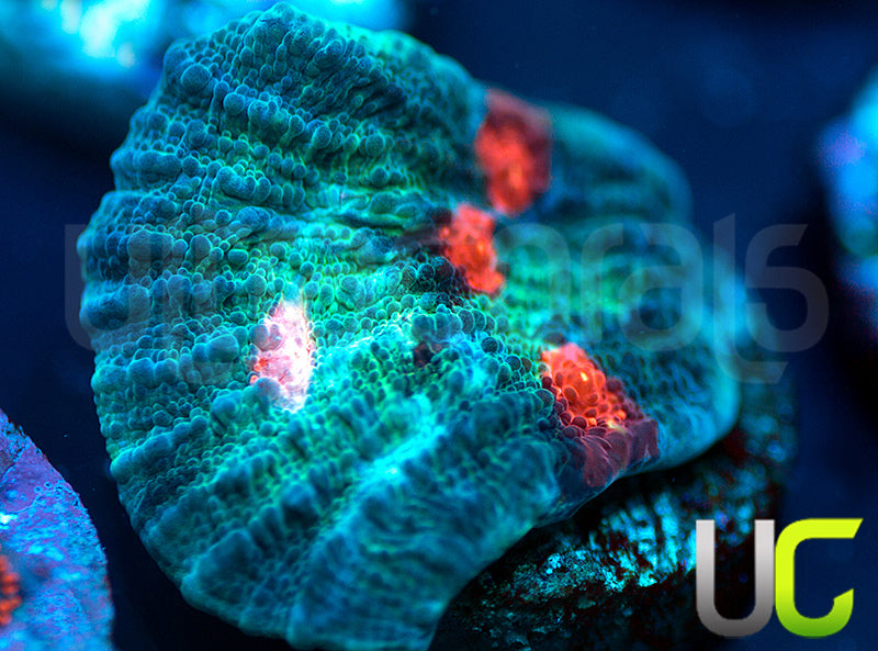 UC Hellspawn Chalice