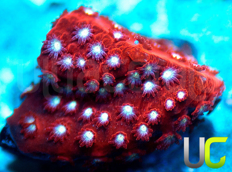 JF Scarlet Fever Stylo