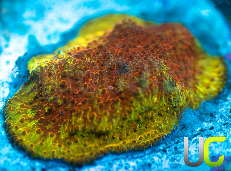 UC Mean Streak Branching Psammocora