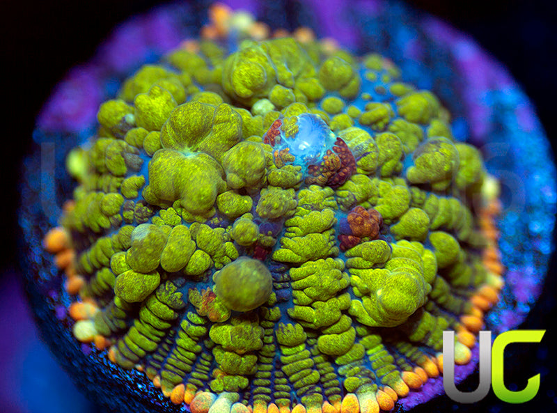 UC Punisher Bounce Mushroom