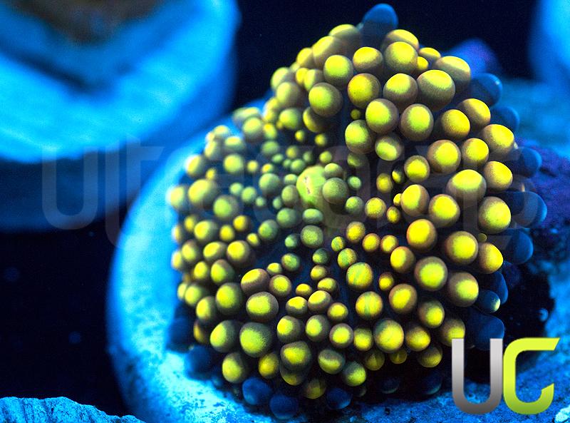 Yellow Metallic Mixed Ricordea Florida