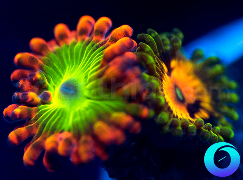 Electric Oompa Loompa & Marvin the Martian