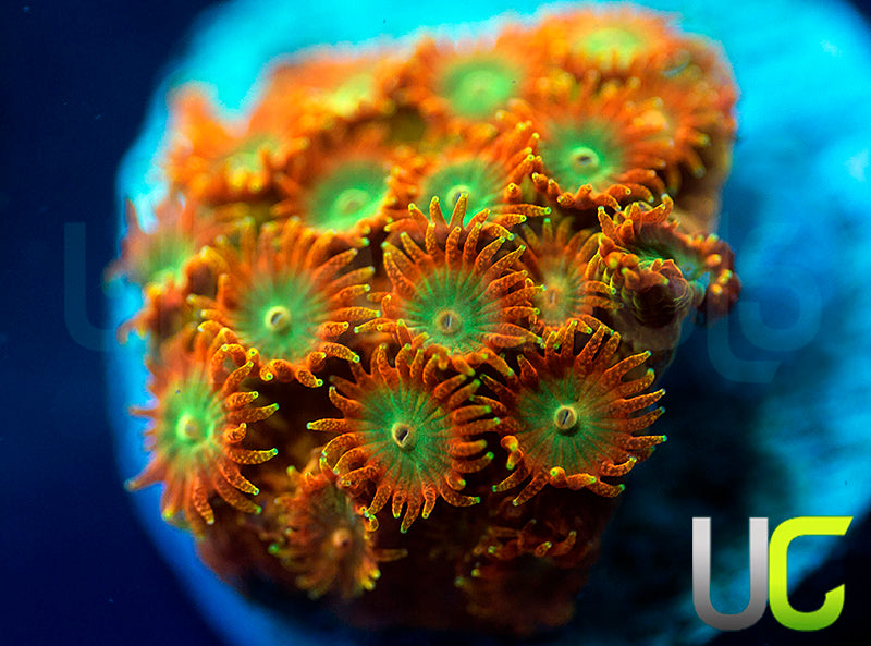 NEW RELEASE: UC Circus Trip Cyphastrea