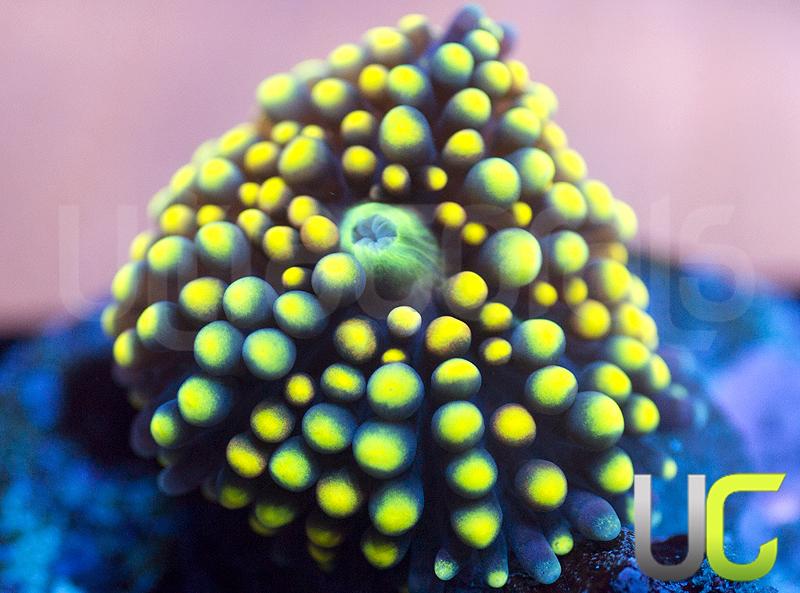 Yellow Metallic Mixed Ricordea Florida