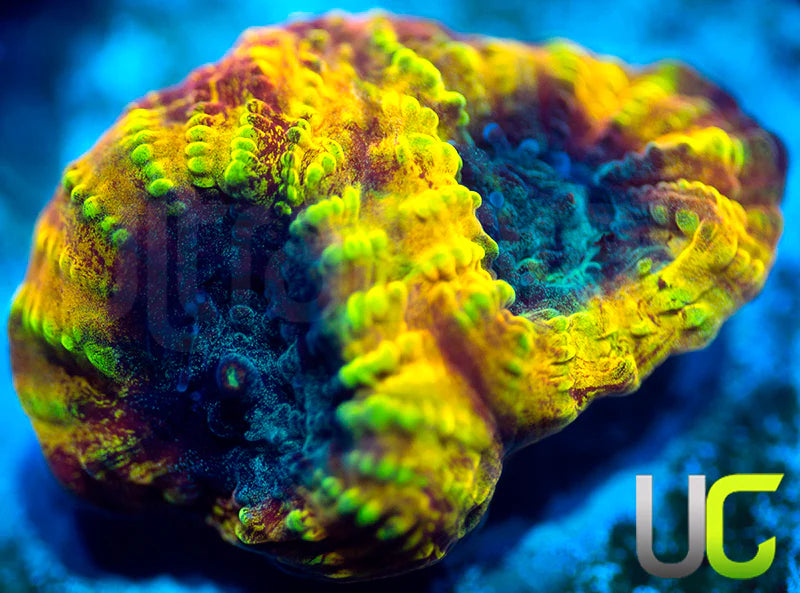 TGC Favia of the Gods