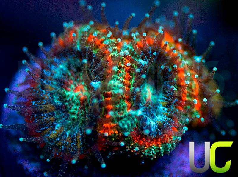 UC Carousel Micro Amakusensis