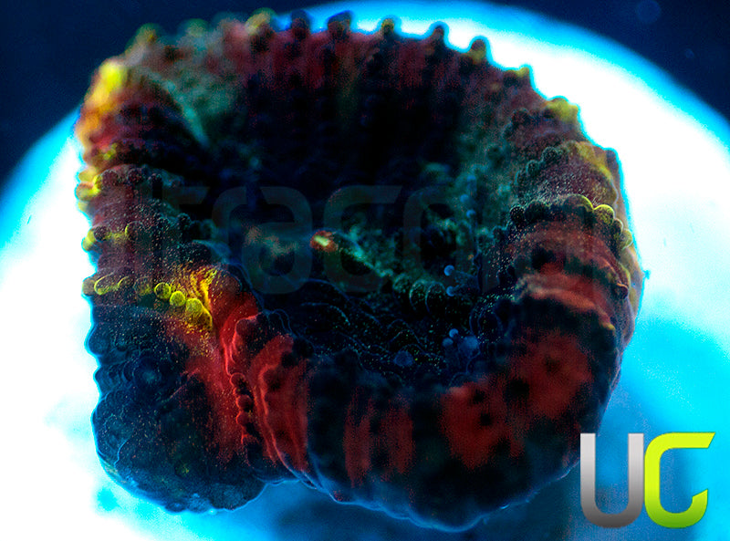 JF Yellow Submarine Favia