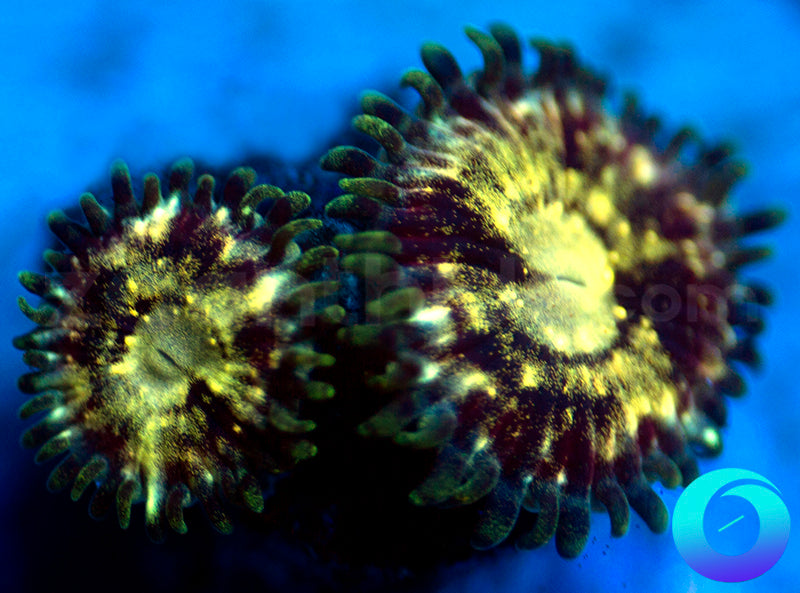 NEW RELEASE: Witchcraft