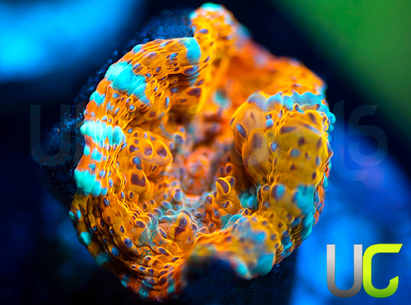 UC Pina Colada Chalice