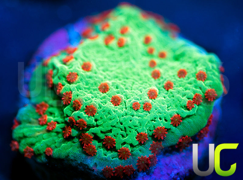 UC Alabama Slammer Monti