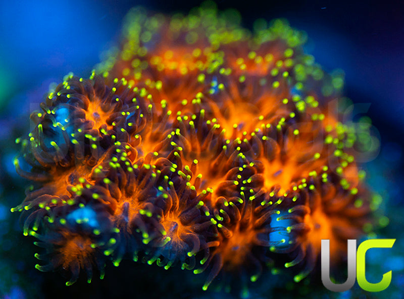 UC Lightning Tip Leptastrea