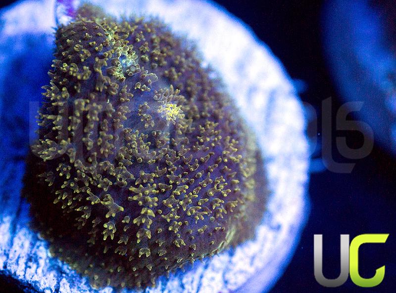 Green Fuzzies Mushroom