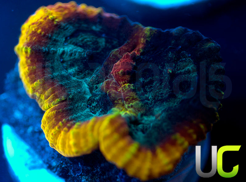 JF Yellow Submarine Favia