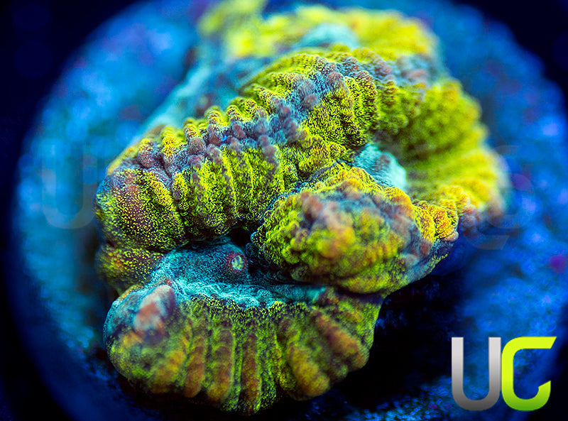 UC Blimey Limey Favia