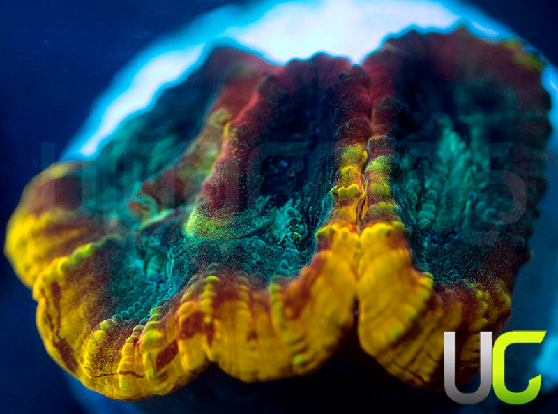 JF Yellow Submarine Favia